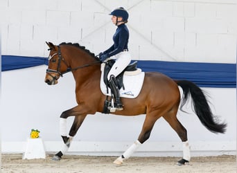 Duitse rijpony, Ruin, 5 Jaar, 146 cm, Bruin