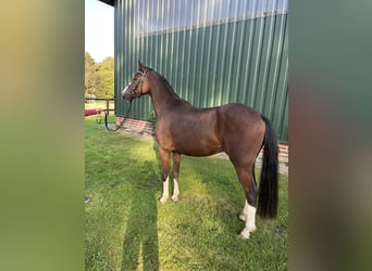 Duitse rijpony, Ruin, 5 Jaar, 146 cm, Bruin