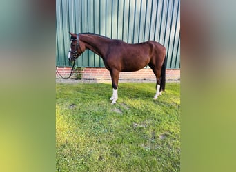 Duitse rijpony, Ruin, 5 Jaar, 146 cm, Bruin