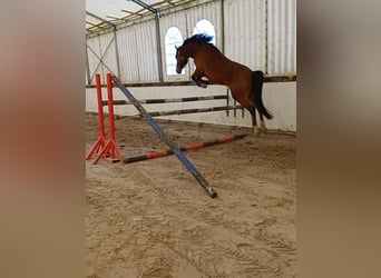 Duitse rijpony, Ruin, 5 Jaar, 146 cm, Bruin