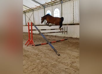 Duitse rijpony, Ruin, 5 Jaar, 146 cm, Bruin