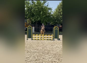 Duitse rijpony, Ruin, 5 Jaar, 146 cm, Buckskin