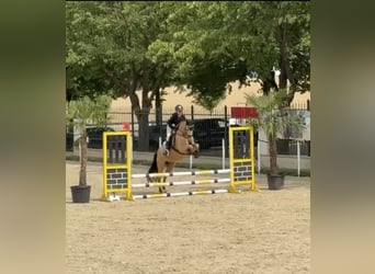 Duitse rijpony, Ruin, 5 Jaar, 146 cm, Buckskin