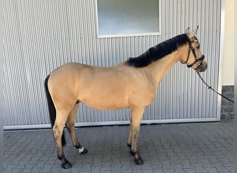 Duitse rijpony, Ruin, 5 Jaar, 146 cm, Buckskin