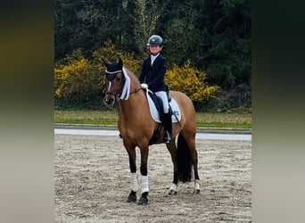 Duitse rijpony, Ruin, 5 Jaar, 146 cm, Falbe