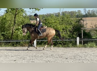 Duitse rijpony, Ruin, 5 Jaar, 146 cm, Falbe