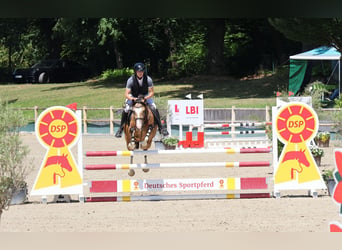 Duitse rijpony, Ruin, 5 Jaar, 146 cm, Falbe