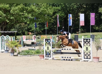 Duitse rijpony, Ruin, 5 Jaar, 146 cm, Falbe