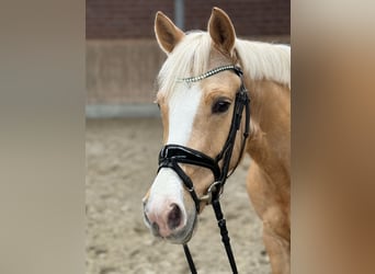 Duitse rijpony, Ruin, 5 Jaar, 146 cm, Palomino
