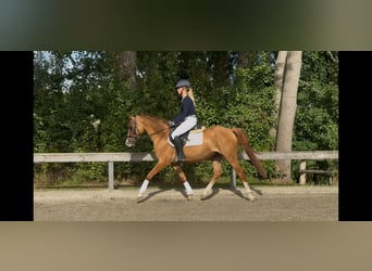 Duitse rijpony, Ruin, 5 Jaar, 146 cm, Vos