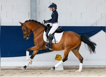 Duitse rijpony, Ruin, 5 Jaar, 147 cm, Bruin