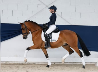Duitse rijpony, Ruin, 5 Jaar, 147 cm, Bruin
