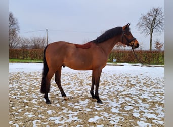 Duitse rijpony, Ruin, 5 Jaar, 147 cm, Bruin