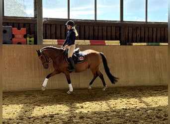 Duitse rijpony, Ruin, 5 Jaar, 147 cm, Bruin