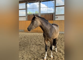 Duitse rijpony, Ruin, 5 Jaar, 147 cm, Buckskin