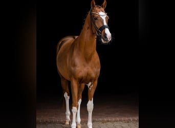 Duitse rijpony, Ruin, 5 Jaar, 147 cm, Donkere-vos