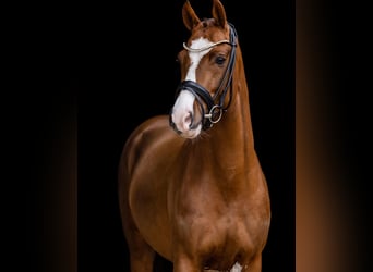 Duitse rijpony, Ruin, 5 Jaar, 147 cm, Donkere-vos