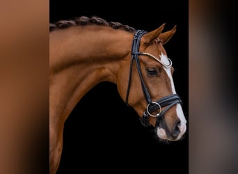 Duitse rijpony, Ruin, 5 Jaar, 147 cm, Donkere-vos