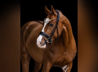 Duitse rijpony, Ruin, 5 Jaar, 147 cm, Donkere-vos