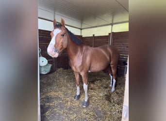Duitse rijpony, Ruin, 5 Jaar, 147 cm, Donkere-vos