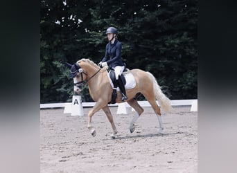 Duitse rijpony, Ruin, 5 Jaar, 147 cm, Palomino
