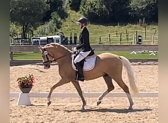 Duitse rijpony, Ruin, 5 Jaar, 147 cm, Palomino