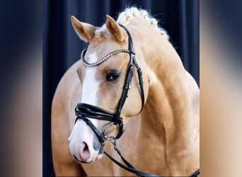 Duitse rijpony, Ruin, 5 Jaar, 147 cm, Palomino