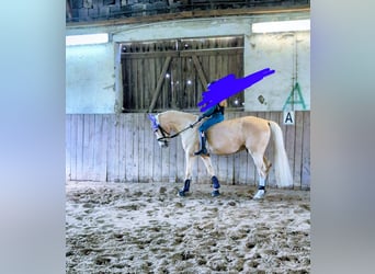 Duitse rijpony, Ruin, 5 Jaar, 147 cm, Palomino