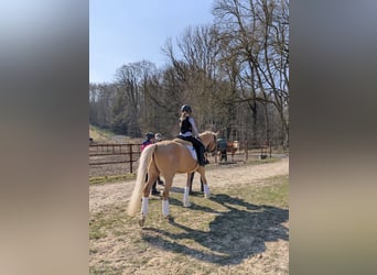 Duitse rijpony, Ruin, 5 Jaar, 147 cm, Palomino