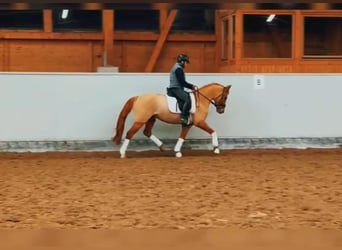 Duitse rijpony, Ruin, 5 Jaar, 147 cm, Vos