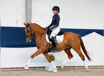 Duitse rijpony, Ruin, 5 Jaar, 147 cm, Vos