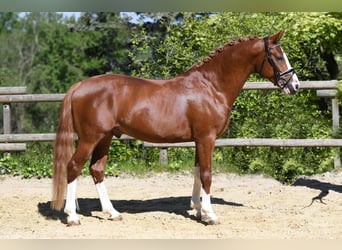 Duitse rijpony, Ruin, 5 Jaar, 147 cm, Vos