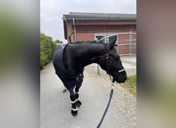 Duitse rijpony, Ruin, 5 Jaar, 147 cm, Zwart