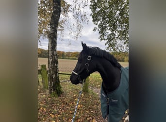 Duitse rijpony, Ruin, 5 Jaar, 147 cm, Zwart