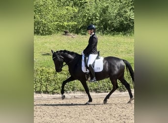 Duitse rijpony, Ruin, 5 Jaar, 147 cm, Zwart