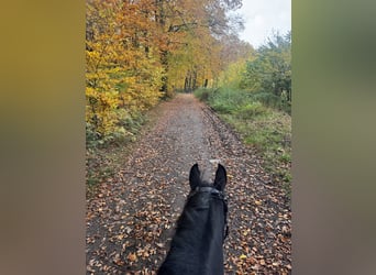 Duitse rijpony, Ruin, 5 Jaar, 147 cm, Zwart
