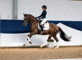 Duitse rijpony, Ruin, 5 Jaar, 148 cm, Blauwschimmel