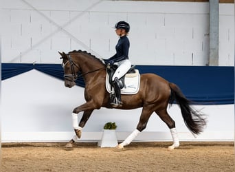 Duitse rijpony, Ruin, 5 Jaar, 148 cm, Blauwschimmel