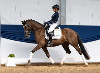 Duitse rijpony, Ruin, 5 Jaar, 148 cm, Blauwschimmel