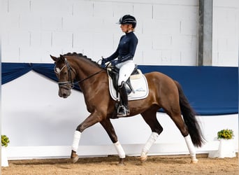 Duitse rijpony, Ruin, 5 Jaar, 148 cm, Blauwschimmel