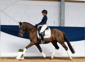 Duitse rijpony, Ruin, 5 Jaar, 148 cm, Blauwschimmel