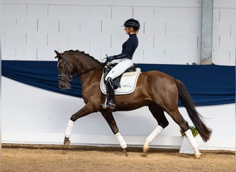 Duitse rijpony, Ruin, 5 Jaar, 148 cm, Blauwschimmel