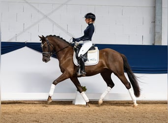 Duitse rijpony, Ruin, 5 Jaar, 148 cm, Blauwschimmel