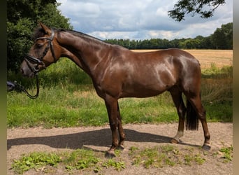 Duitse rijpony, Ruin, 5 Jaar, 148 cm, Donkere-vos