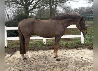 Duitse rijpony, Ruin, 5 Jaar, 148 cm, Donkere-vos