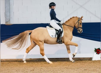 Duitse rijpony, Ruin, 5 Jaar, 148 cm, Falbe