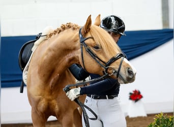 Duitse rijpony, Ruin, 5 Jaar, 148 cm, Falbe