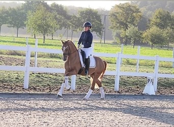Duitse rijpony, Ruin, 5 Jaar, 148 cm, Falbe
