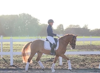 Duitse rijpony, Ruin, 5 Jaar, 148 cm, Falbe