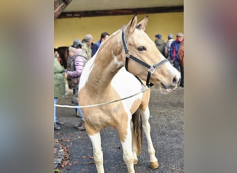 Duitse rijpony, Ruin, 5 Jaar, 148 cm, Gevlekt-paard